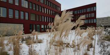 Eiskalt! Winterfeste Gräser auf der gestalteten Freifläche vor dem Neubau des Instituts für Informatik. © 2016 Betrieb für Bau und Liegenschaften Mecklenburg-Vorpommern