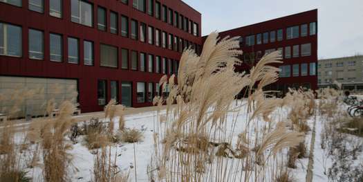Eiskalt! Winterfeste Gräser auf der gestalteten Freifläche vor dem Neubau des Instituts für Informatik. © 2016 Betrieb für Bau und Liegenschaften Mecklenburg-Vorpommern