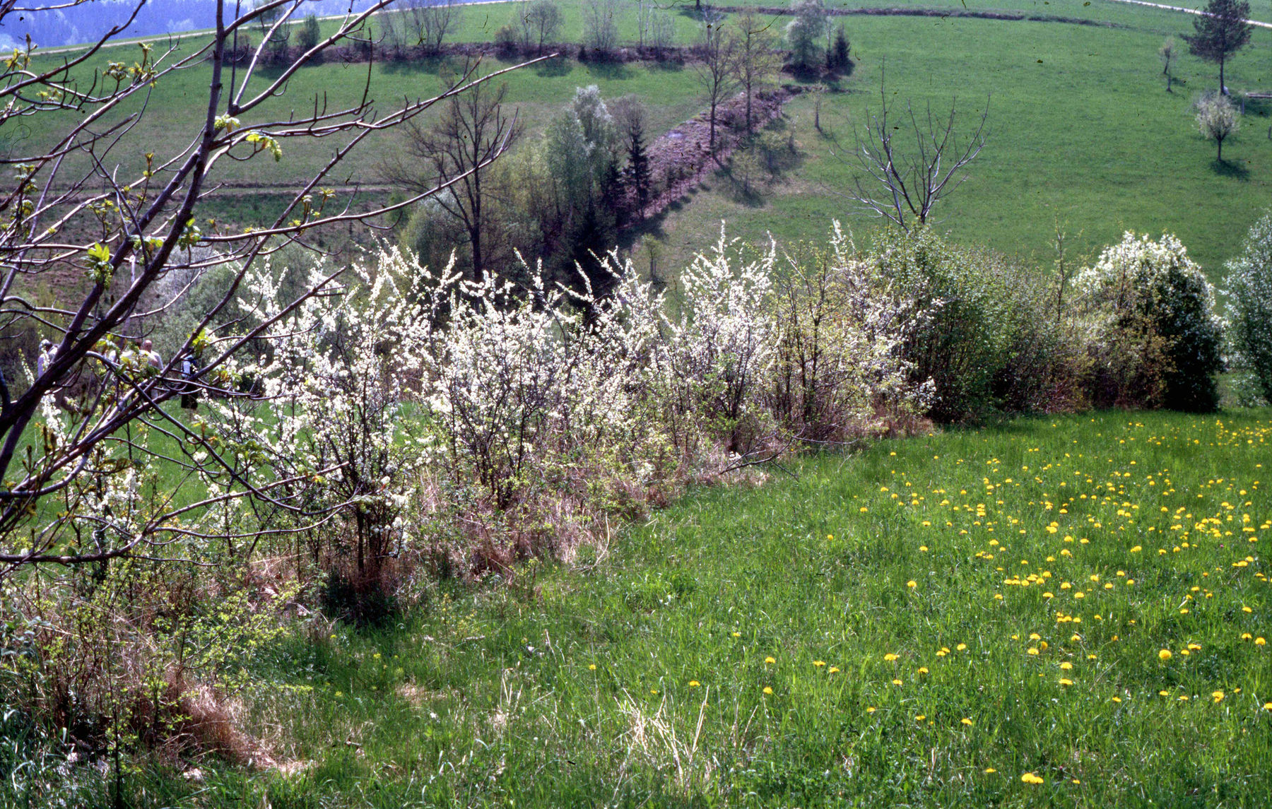 Blühende Hecke .jpg