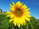 Sonnenblume.jpg