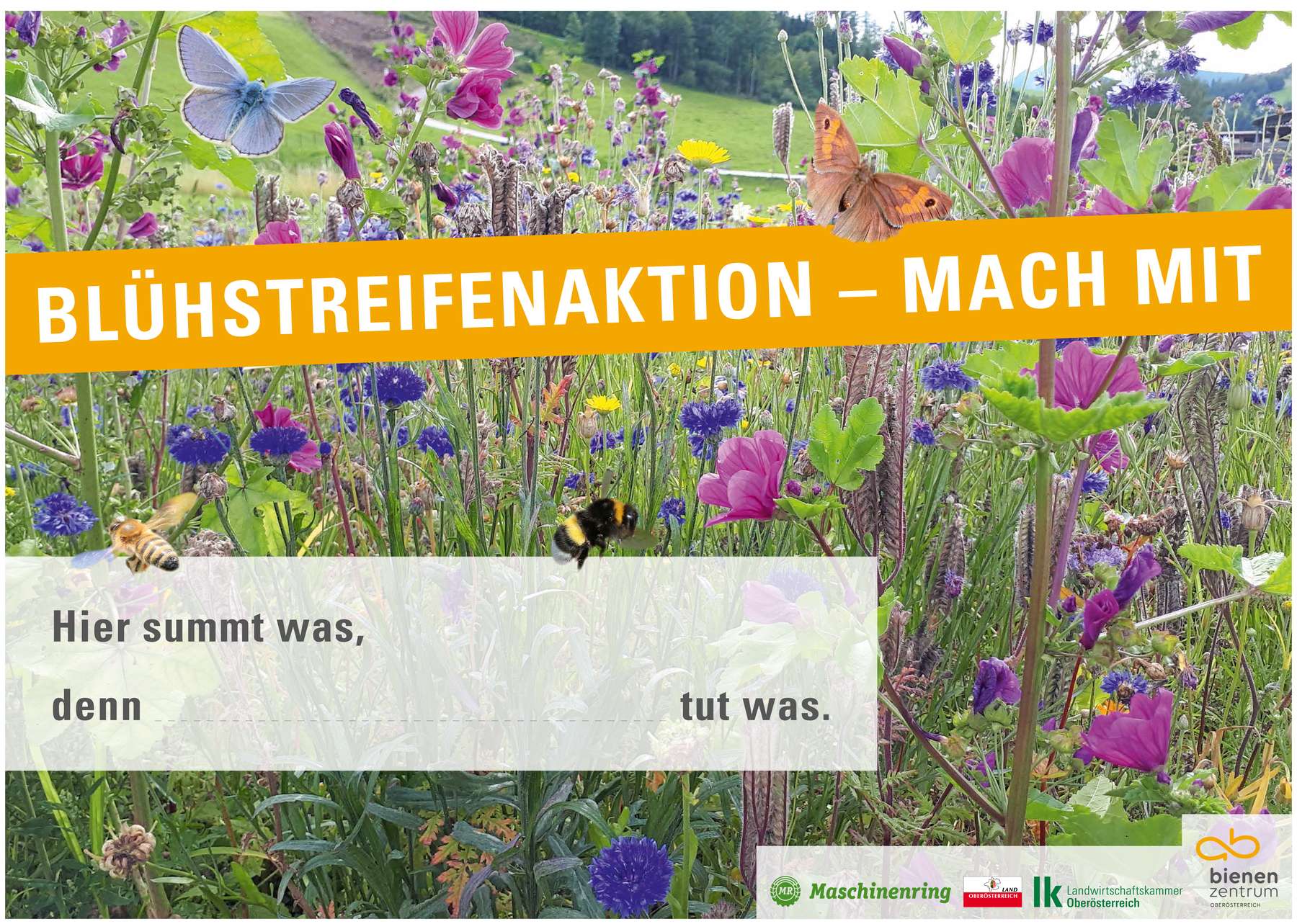 Blühstreifenaktion - mach mit.jpg
