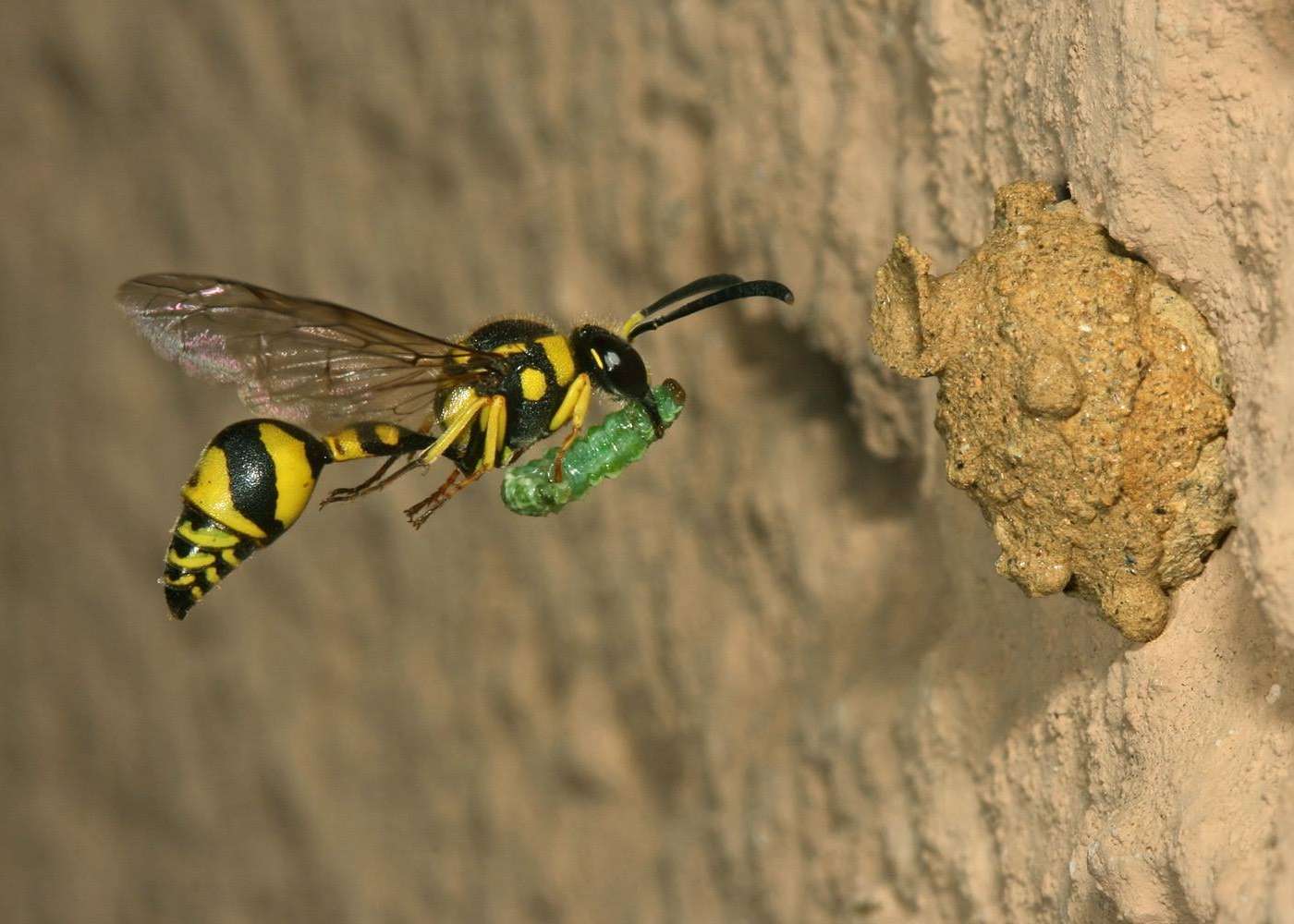 Wildbienen und Wespen.jpg