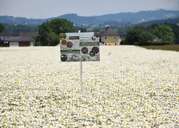 G-zert Wildpflanzenvermehrung  © Bienenzentrum OÖ