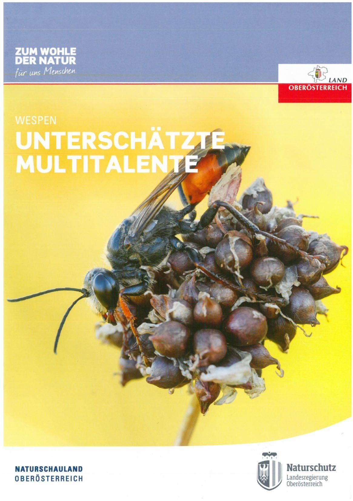 Wespen unterschätzte Multitalente.jpg