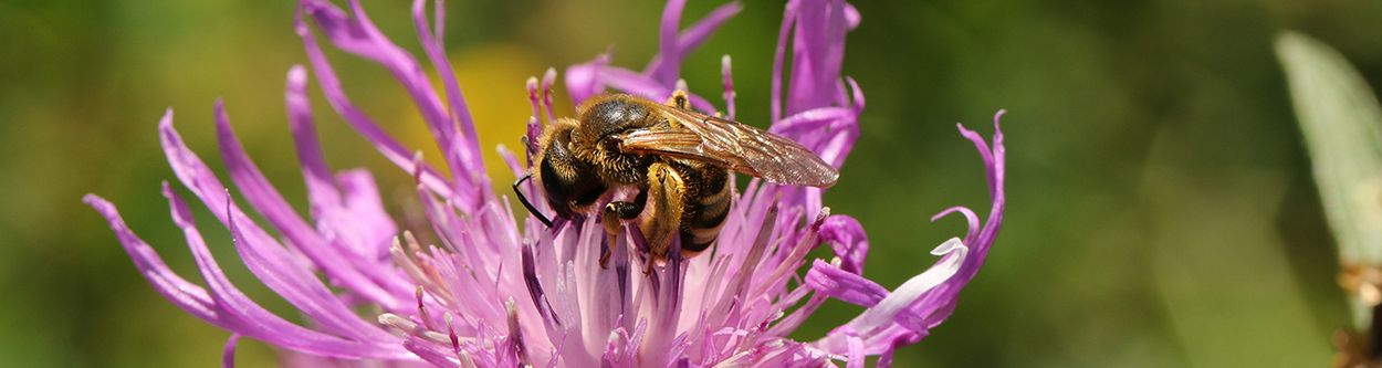 bienen. biodiversität. bildung. Bild 3 © Bienenzentrum OÖ