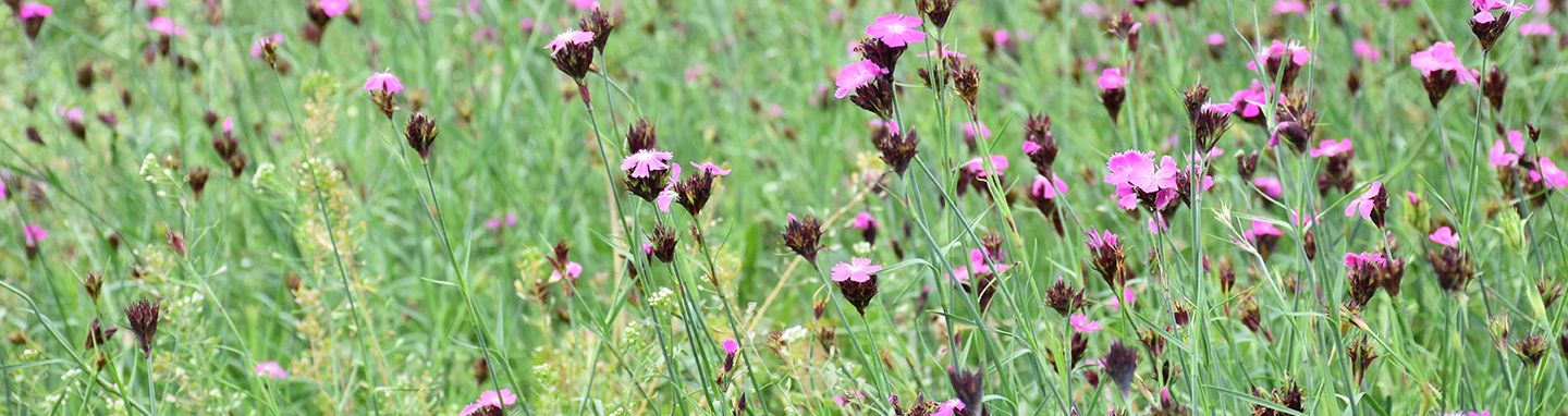 blumenwiese_72_small © Archiv