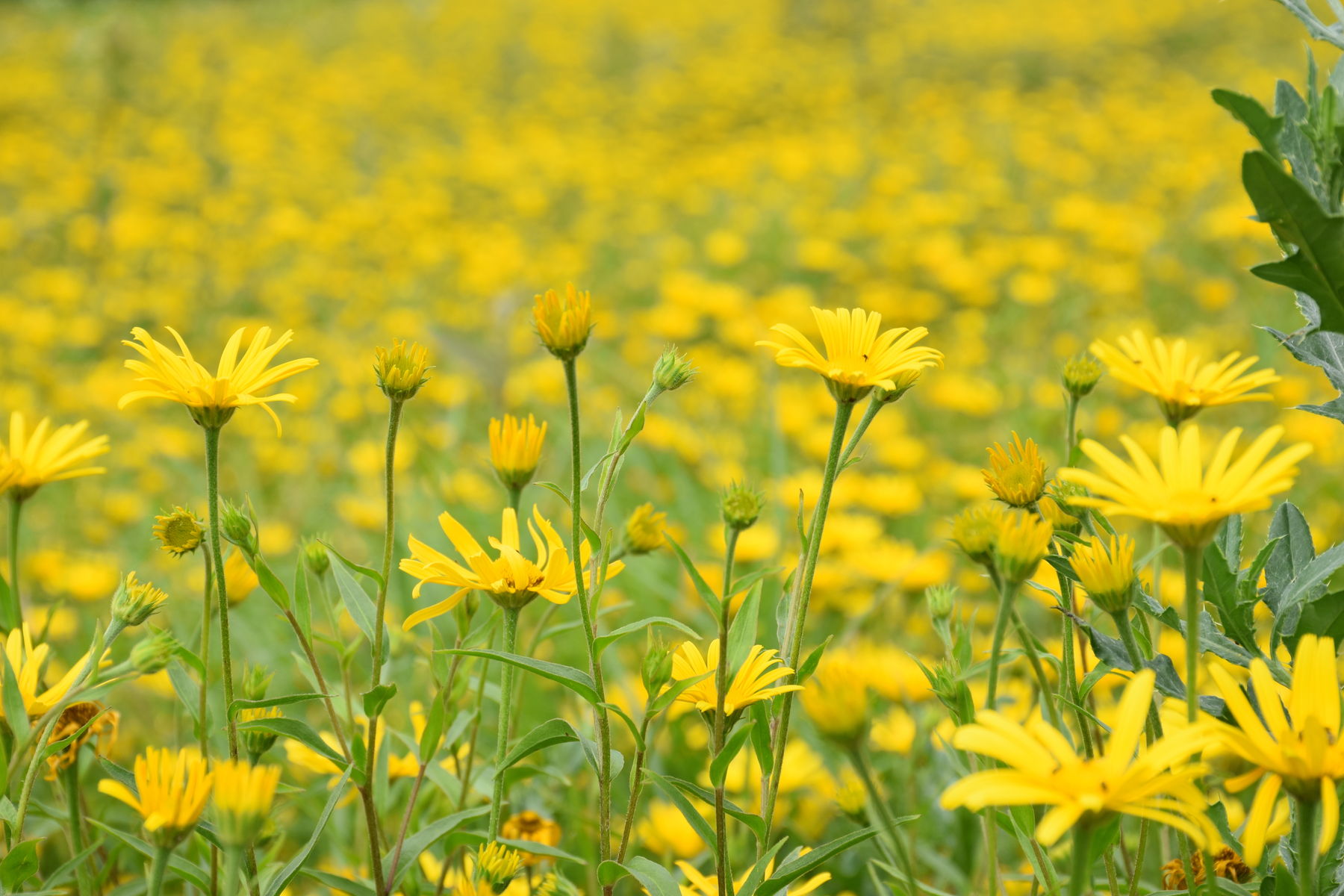 Vermehrungen von Ochsenaugen © Bienenzentrum OÖ