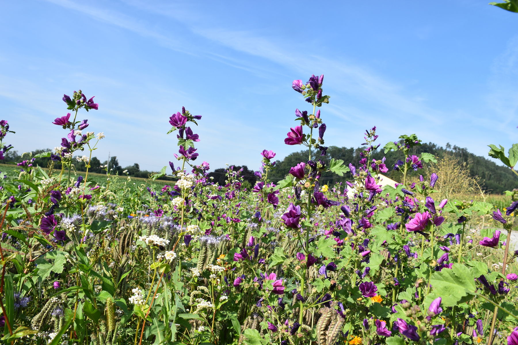 Blühstreifen entlang der Rohrbacher Bundesstraße in Walding .jpg