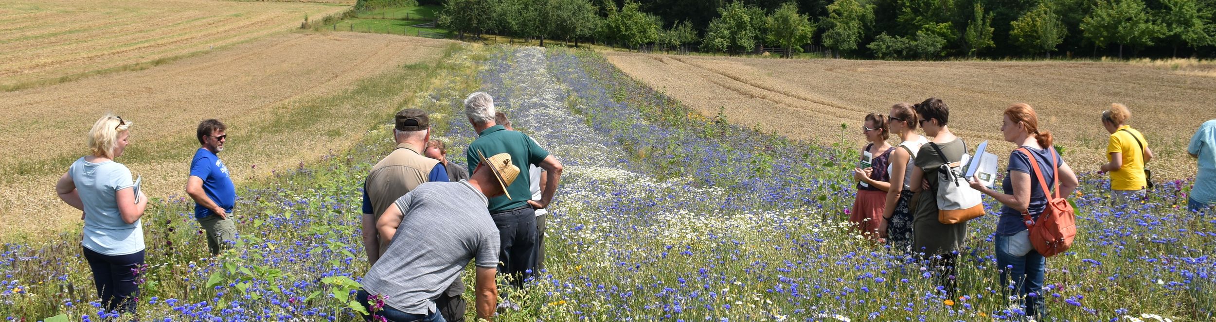 alle bewundern das Blütenbmeer © Bienenzentrum OÖ