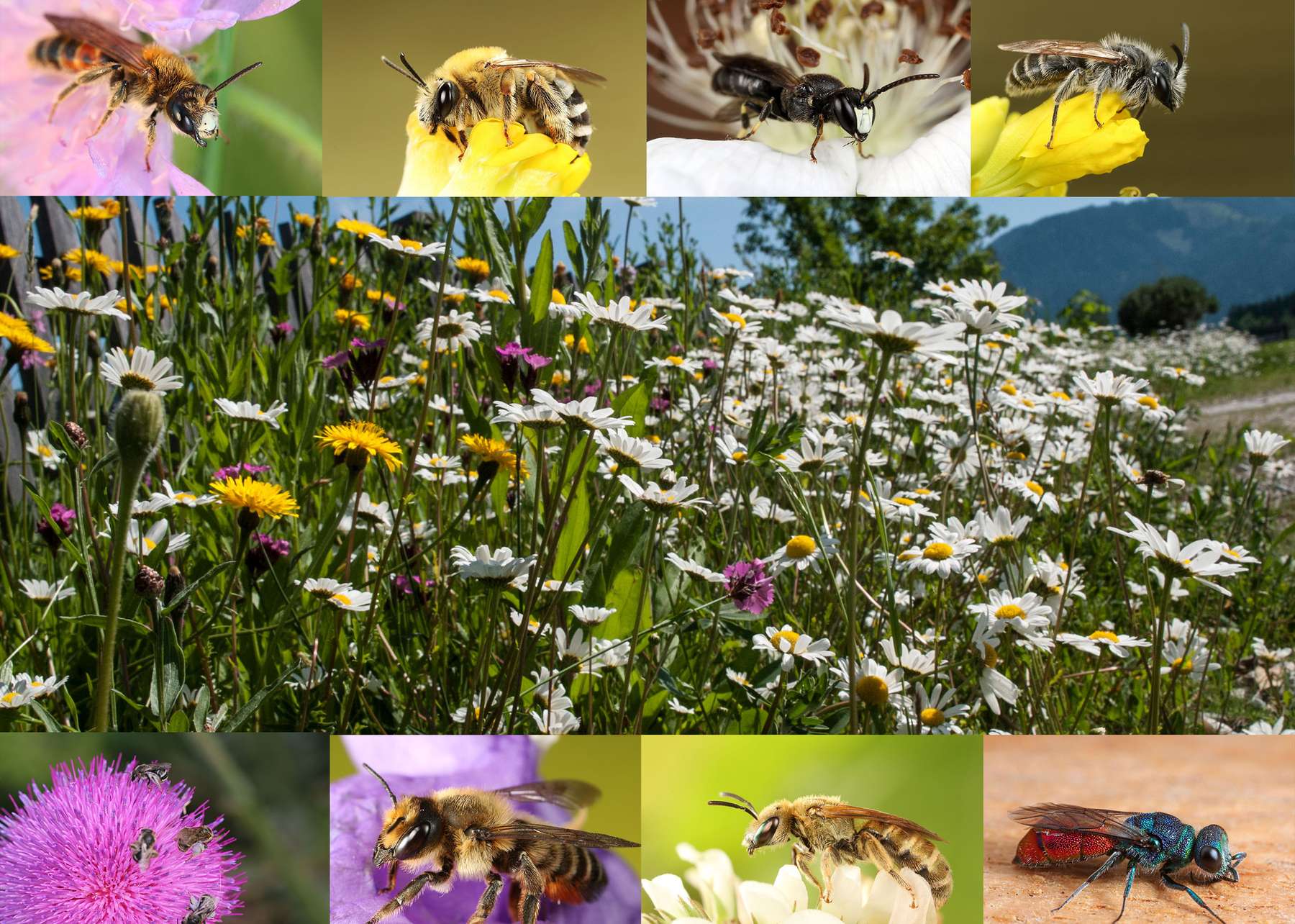 Wildbienen.jpg