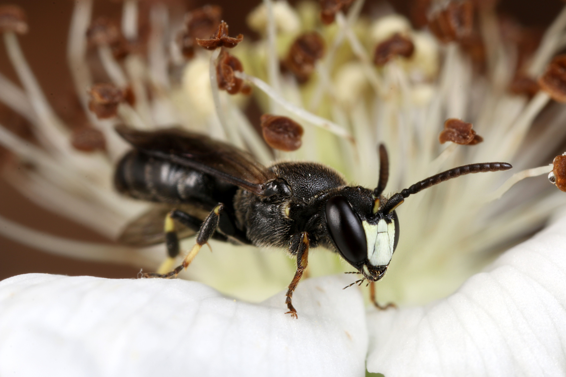 Hylaeus confusus.png