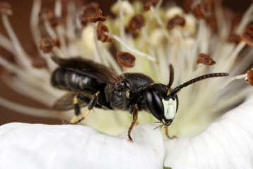 Hylaeus confusus.png