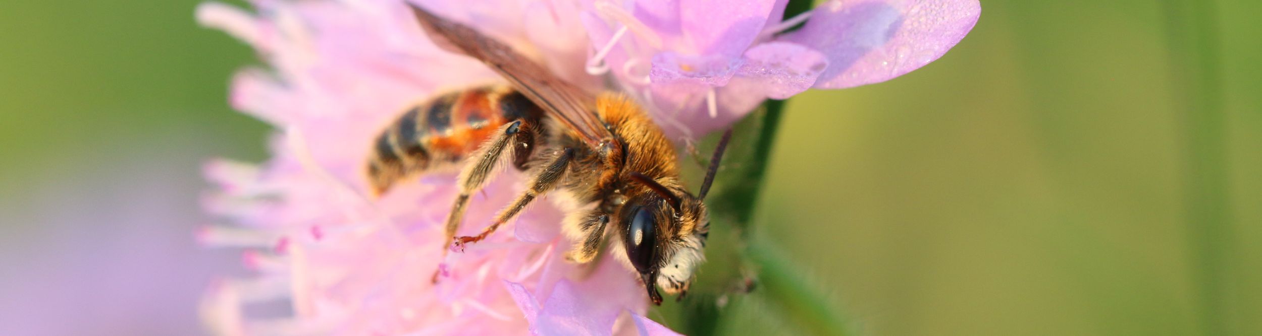 bienen. biodiversität. bildung. Bild 5 © Lorenz W. Gunczy