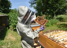 Imkerin bei Routinekontrolle © Bienenzentrum OÖ