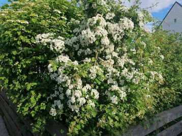 Blühende Wildsträucherhecke.jpg
