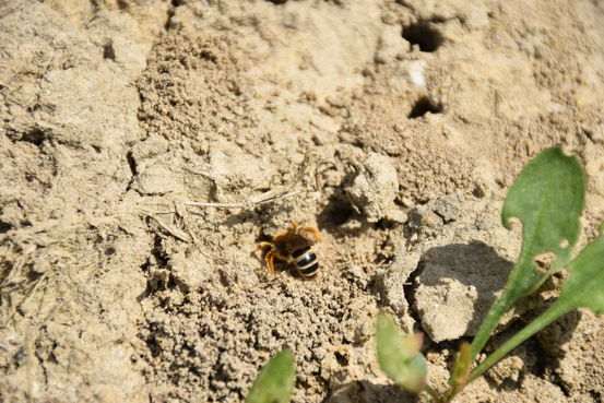 Bodennistenden Wildbienen.jpg