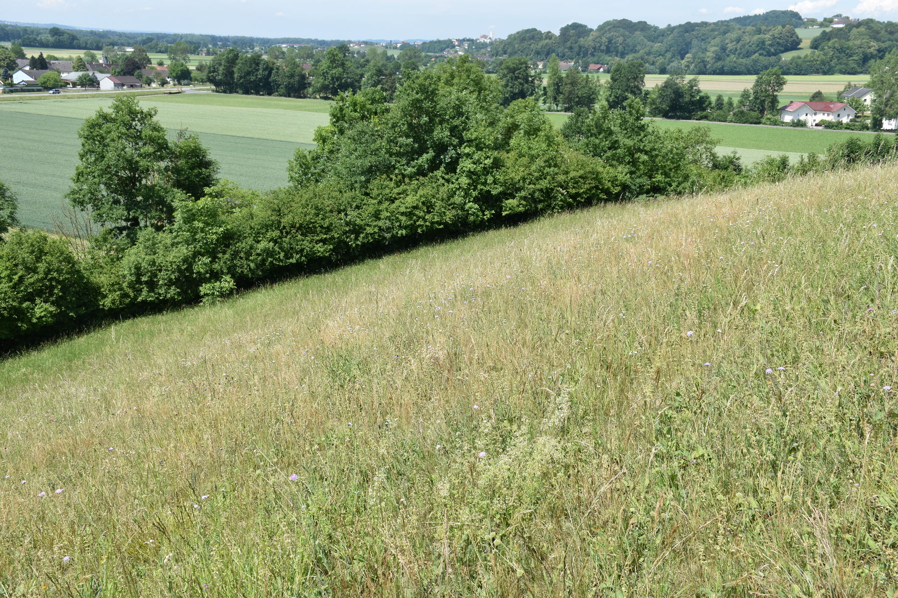 Spenderfläche Baumgartenberg © Bienenzentrum OÖ
