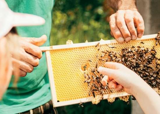 Kursinfo Bienenpädagogik .jpg