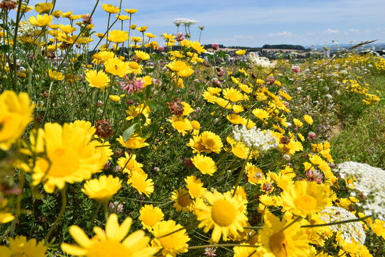 Nahrungsgrundlagen für Bienen und Blütenbestäubende Insekten.jpg