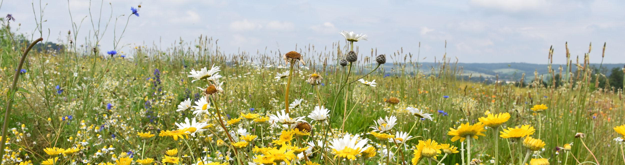 Blick auf den Versuch © Bienenzentrum OÖ