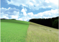 Abgestufter Wiesenbau