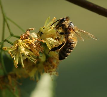 Winterlinden honigten 2024 überdurchschnittlich: Honigbiene auf einer Lindenblüte © Frühwirth
