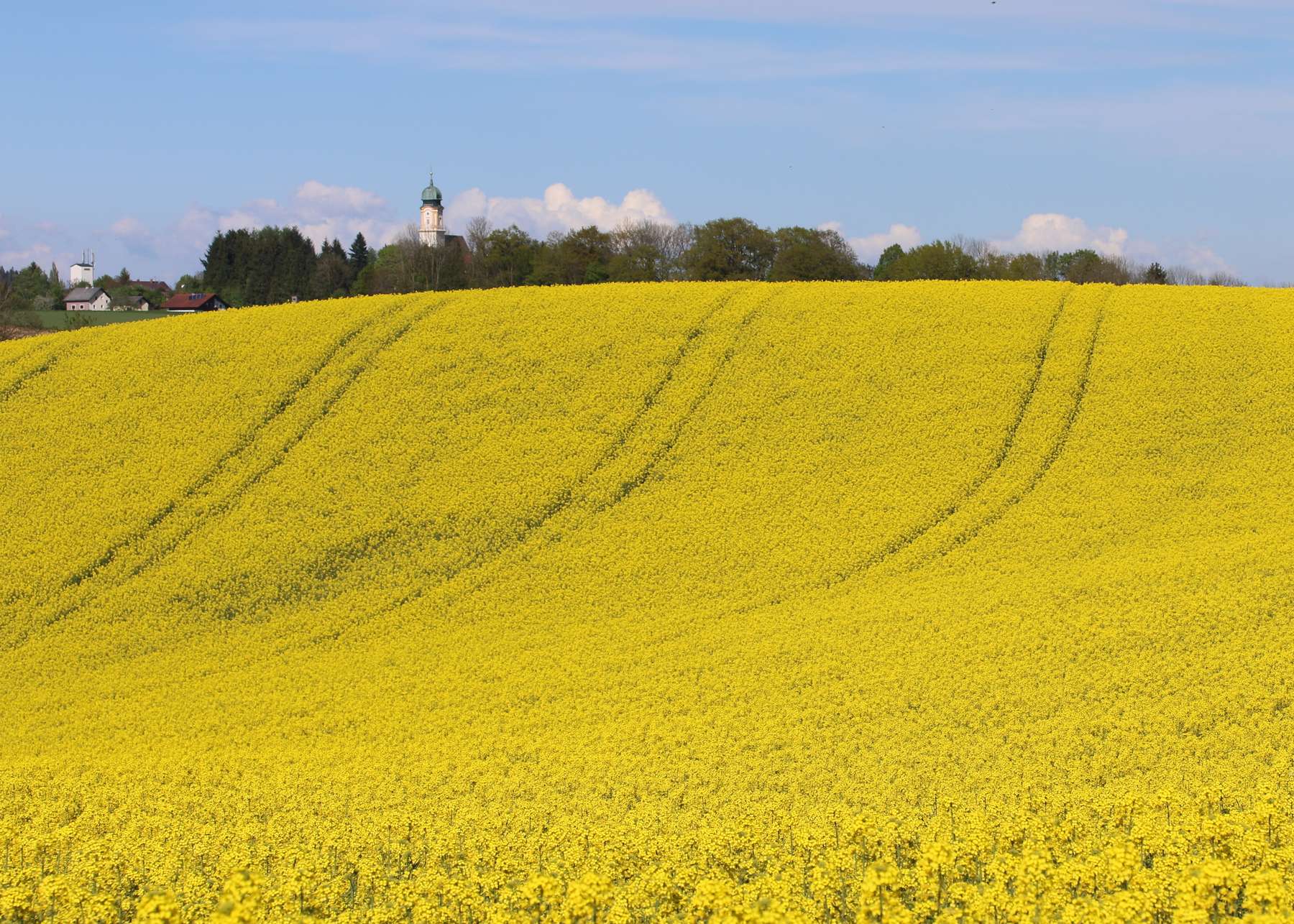 Rapsfelder.jpg