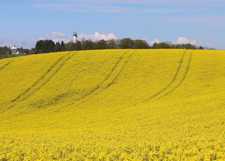 Rapsfelder.jpg
