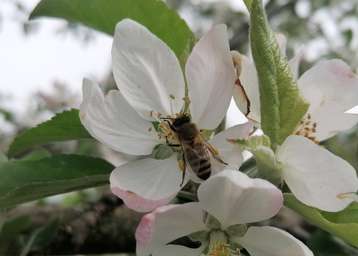 Honigbiene bei der Arbeit.jpg