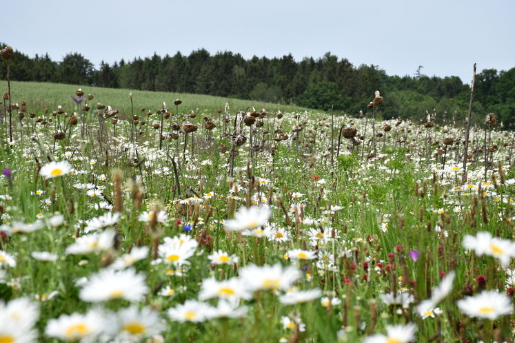mehrjährige Blühfläche die im Vorjahr nicht gemäht oder gehäckselt wurde .jpg