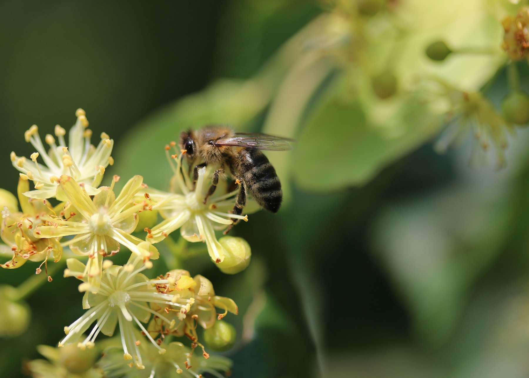 Viele Imkerinnen und Imker erhoffen sich heuer nektarreiche Winter- und Sommerlinden..jpg