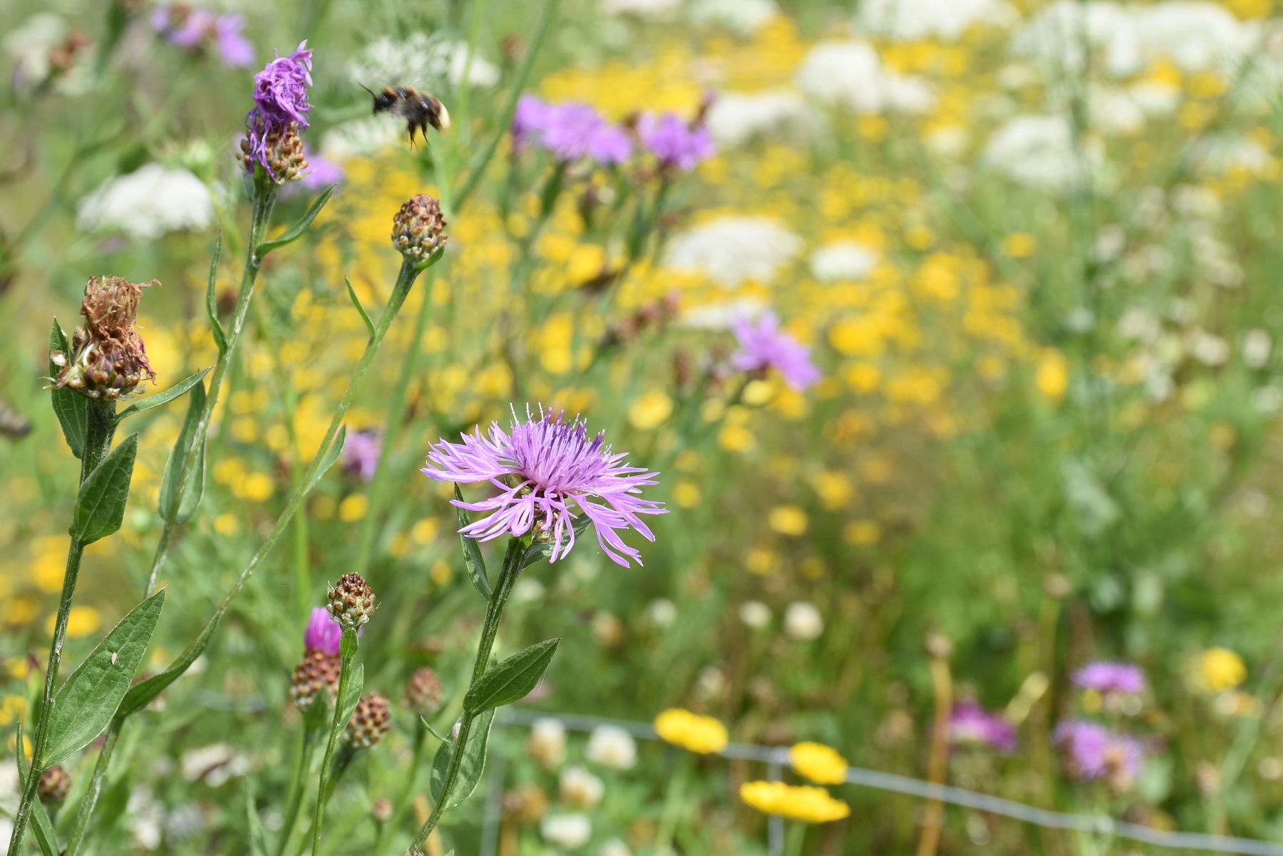 Bunt so weit das Auge reicht.jpg