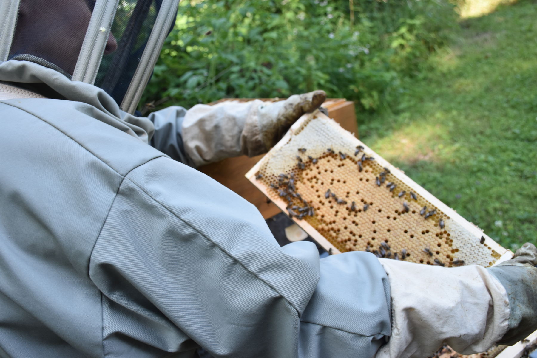 Die Imkerei erwerbsorientiert auszuüben ist in den letzten Jahren für viele Imkerinnen und Imker zur Herausforderung geworden.