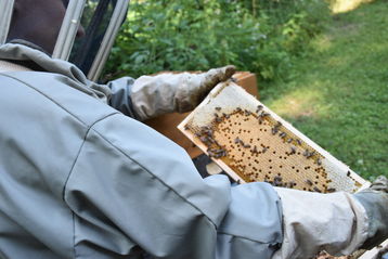 Die Imkerei erwerbsorientiert auszuüben ist in den letzten Jahren für viele Imkerinnen und Imker zur Herausforderung geworden.