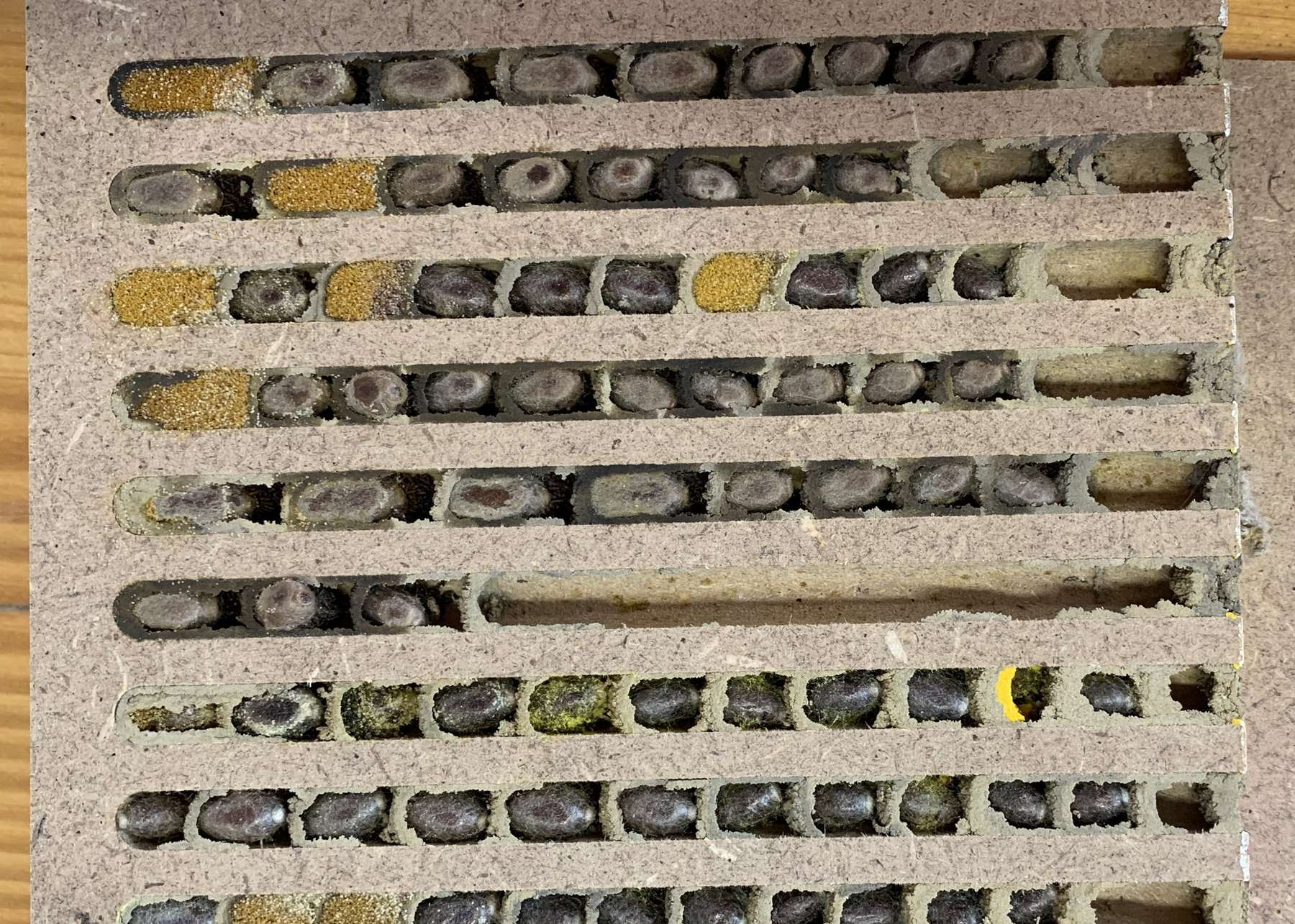 Wildbienen.jpg