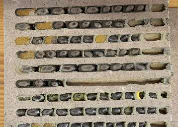 Wildbienen.jpg