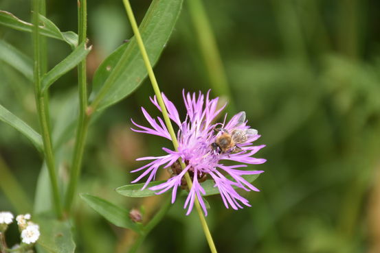 Wichtige Nahrungsgrundlage - der Blühstreifen.jpg