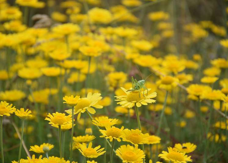 Blühflächen zur Förderung aller Insekten.jpg