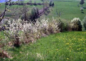 Blühende Hecke.jpg