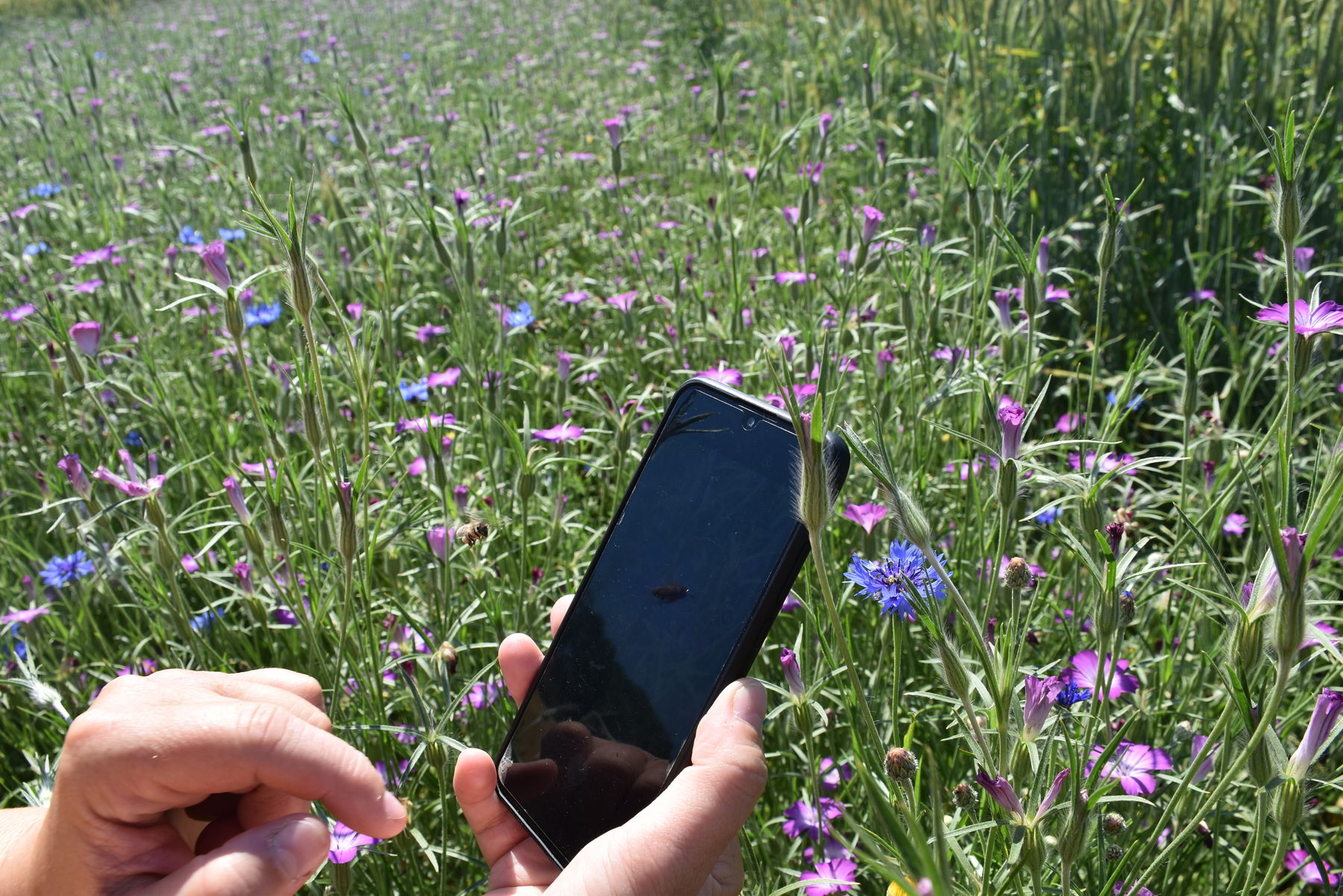 Digitale Tools zur Unterstützung bei Erhebungen von Pflanzen.jpg