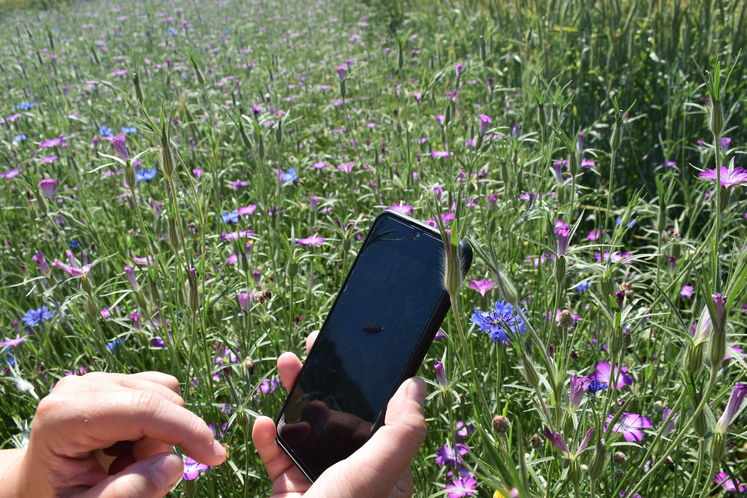 Digitale Tools zur Unterstützung bei Erhebungen von Pflanzen.jpg