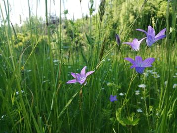 Artenvielfalt für alle zugänglich machen .jpg