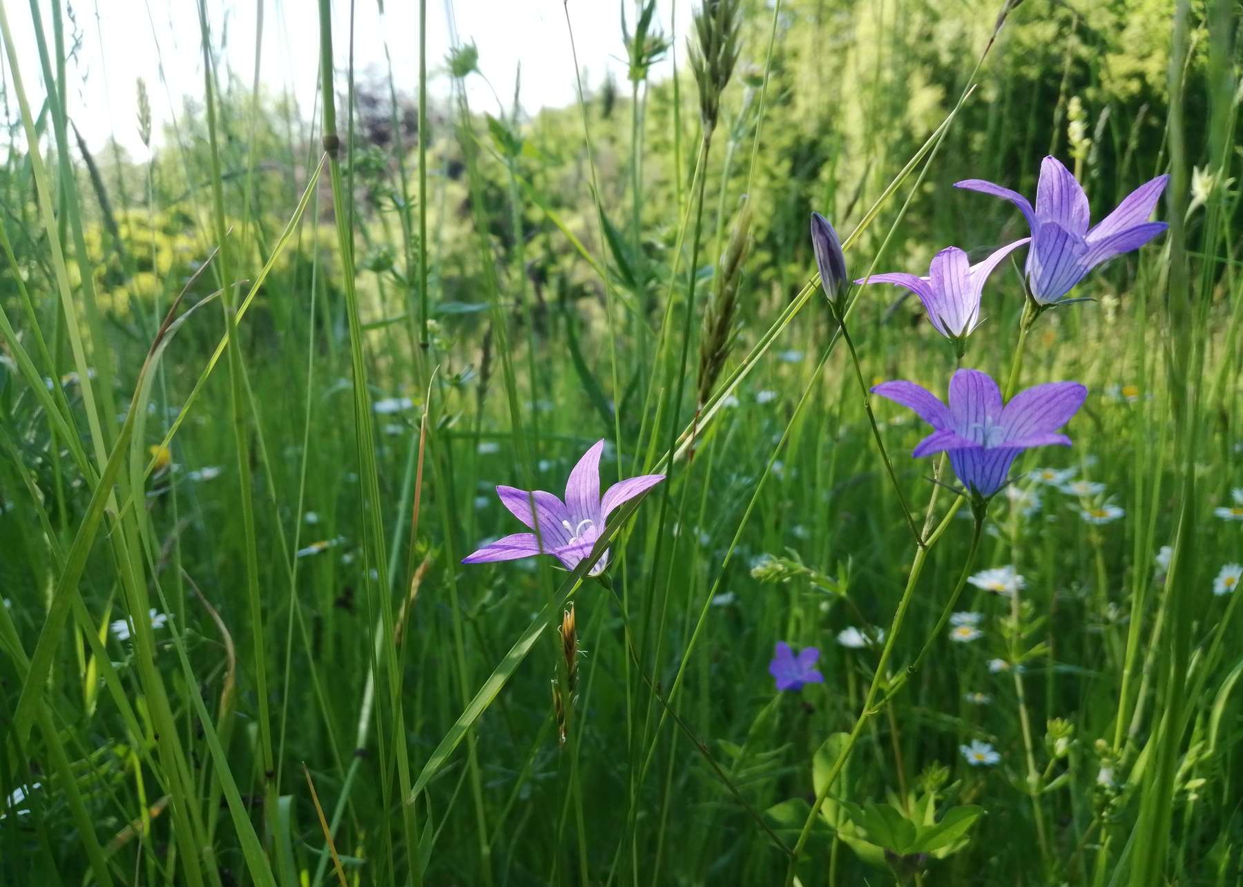 Biodiversität, eine wunderschöne Vielfalt © Bienenzentrum OÖ