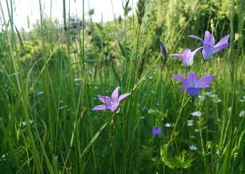 Biodiversität, eine wunderschöne Vielfalt © Bienenzentrum OÖ