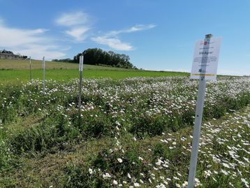 Besichtung Schauversuch Aufnahme 01.06.2021.jpg