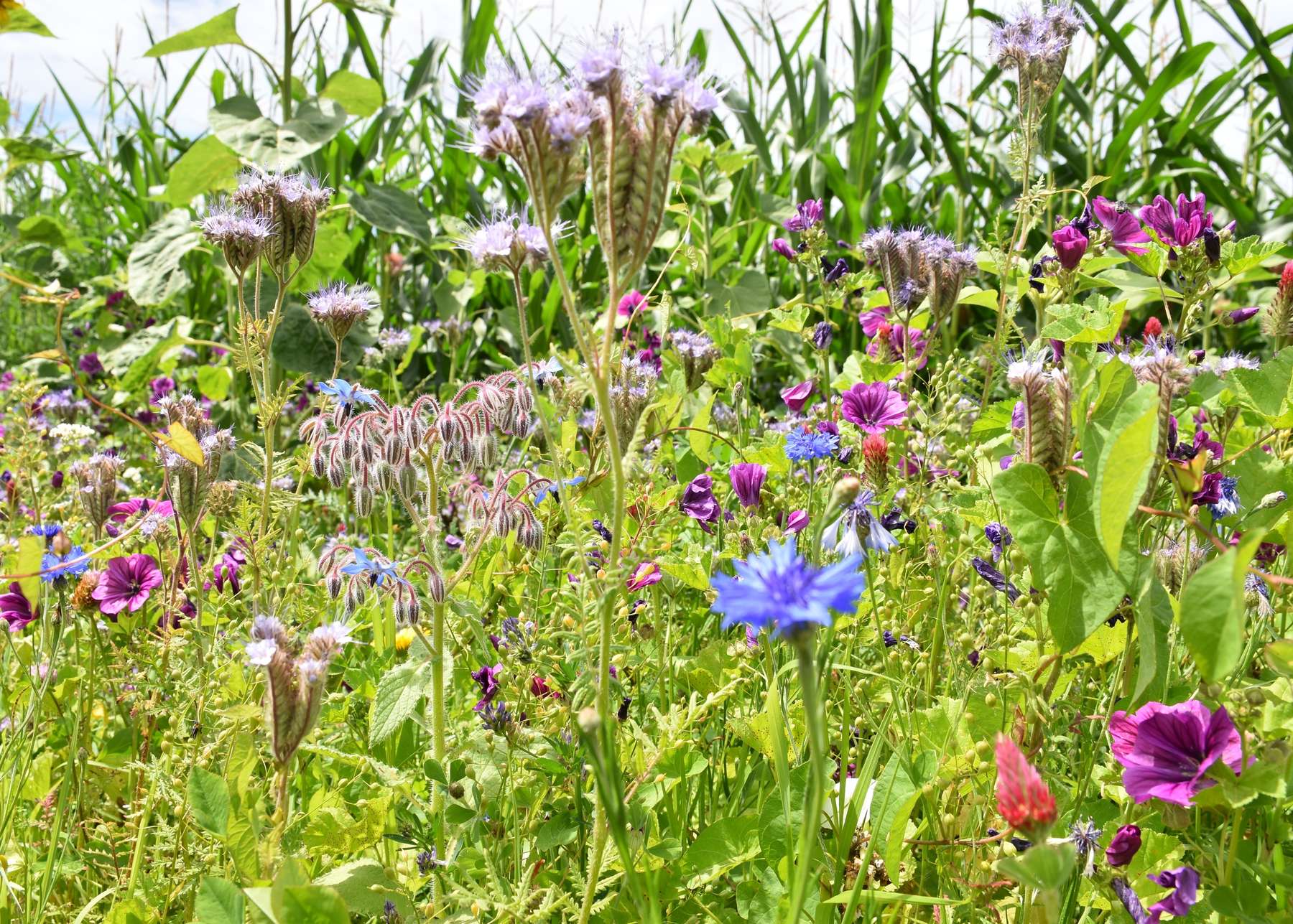 Biodiversität in der Landwirtschaft.jpg