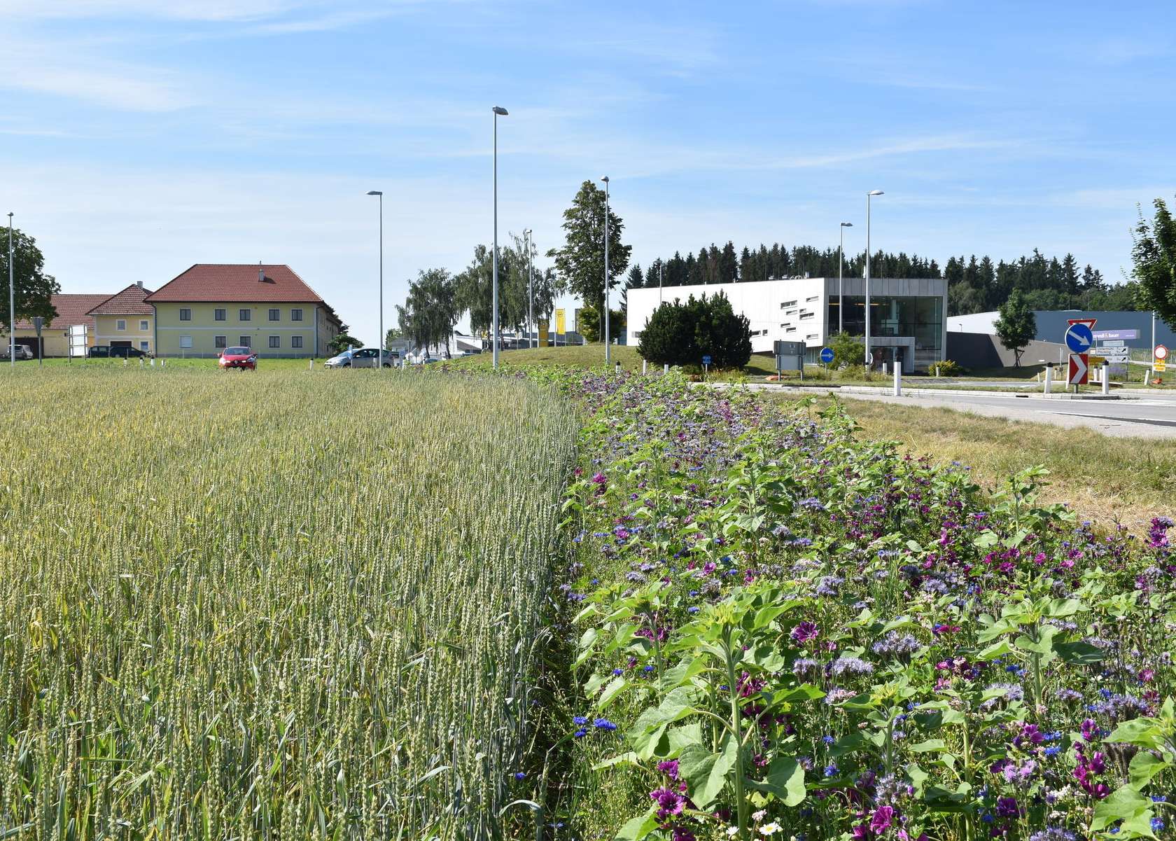 Vor allem im Kreuzungsbereich kann durch die Anlage von Biodiversitätsflächen gute Sicht gewährleistet werden. © Bienenzentrum OÖ