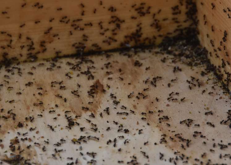 Schaffen es Ameisen in das Bienenvolk hizukommen, laufen sie am Boden der Beute  herum und schleppen tote Bienen, runtergefallene Pollenhöschen und kristallisiertes Winterfutter weg.  © LK OÖ/ DI Hubert Köppl