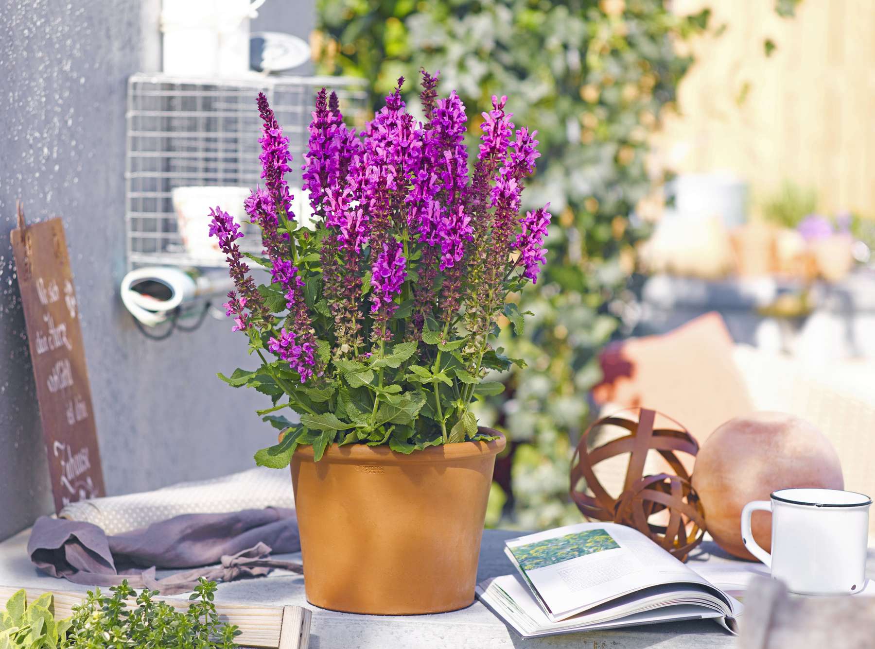 Steppensalbei -Marvel Rose- - Bienenpflanze des Jahres 2022 der Gärtner OÖ.jpg