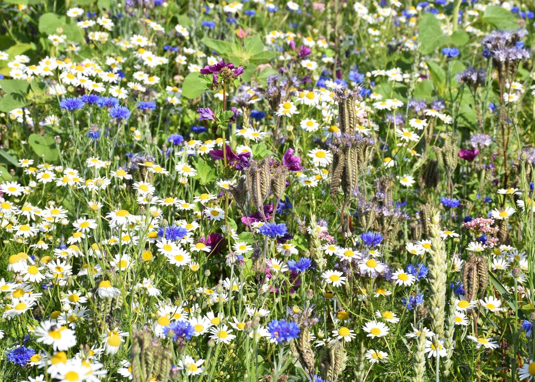 Blühstreifen entlang der Rohrbacherbundesstraße in St. Martin .jpg